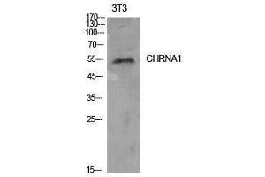 Western Blotting (WB) image for anti-Acetylcholine Receptor Subunit alpha (CHRNA1) (Internal Region) antibody (ABIN3178901) (CHRNA1 anticorps  (Internal Region))