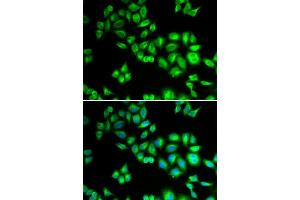 Immunofluorescence (IF) image for anti-Cullin 1 (CUL1) (AA 500-776) antibody (ABIN3015864) (Cullin 1 anticorps  (AA 500-776))