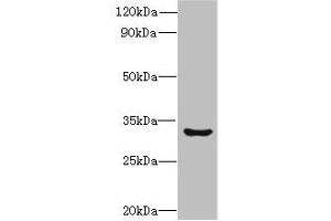 Western blot All lanes: CLEC1A antibody at 6 μg/mL + Mouse thymus tissue Secondary Goat polyclonal to rabbit IgG at 1/10000 dilution Predicted band size: 32 kDa Observed band size: 32 kDa (CLEC1A anticorps  (AA 74-280))