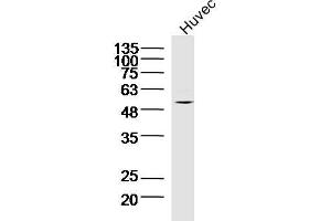 Lane 1: Huvec lysates probed with TNFAIP5 Polyclonal Antibody, Unconjugated  at 1:300 overnight at 4˚C. (PTX3 anticorps  (AA 151-250))
