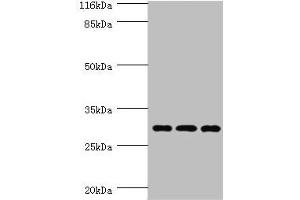 Western blot All lanes: SPIN1 antibody at 1. (Spindlin 1 anticorps  (AA 1-262))
