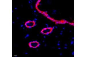 Immunofluorescence of paraffin embedded rat skin using Annexin-A8 (ABIN7073071) at dilution of 1: 3866 (400x lens) (Annexin VIII anticorps)