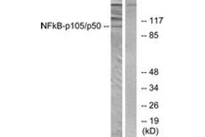 Western blot analysis of extracts from HeLa cells, using NF-kappaB p105/p50 (Ab-893) Antibody.