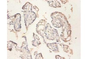Immunohistochemistry of paraffin-embedded human placenta tissue using ABIN7142480 at dilution of 1:100