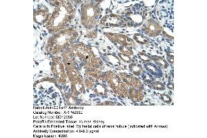 Human kidney (MAP3K7CL anticorps  (C-Term))