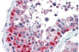 Human Testis (formalin-fixed, paraffin-embedded) stained with GSC antibody ABIN462175 followed by biotinylated goat anti-rabbit IgG secondary antibody ABIN481713, alkaline phosphatase-streptavidin and chromogen.