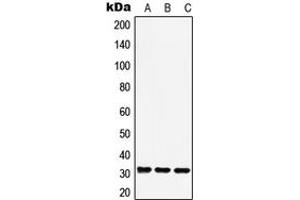 Western blot analysis of RAD1 expression in A549 (A), Raw264. (RAD1 anticorps  (Center))