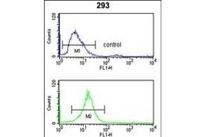 RFC3 Antibody (Center) (ABIN389382 and ABIN2839477) flow cytometry analysis of 293 cells (bottom histogram) compared to a negative control cell (top histogram). (RFC3 anticorps  (AA 121-150))