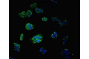 Immunofluorescent analysis of HepG2 cells using ABIN7159049 at dilution of 1:100 and Alexa Fluor 488-congugated AffiniPure Goat Anti-Rabbit IgG(H+L)