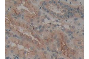 Detection of CALU in Human Kidney Tissue using Polyclonal Antibody to Calumenin (CALU)