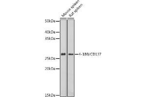 Western blot analysis of extracts of various cell lines, using 4-1BB/CD137 antibody (ABIN7271073) at 1:1000 dilution. (CD137 anticorps  (AA 150-250))