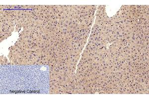 Immunohistochemical analysis of paraffin-embedded mouse liver tissue. (Cadherin 5 anticorps  (Internal Region))
