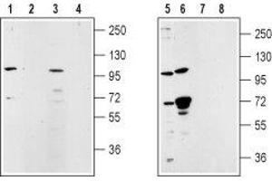 Western blot analysis of rat lung membrane (lanes 1 and 2), rat testes (lanes 3 and 4), mouse ms1 pancreas cells (lanes 5 and 7) and human LNCaP prostate cell (lanes 6 and 8) lysates: - 1,3,5,6. (TRPM5 anticorps  (Intracellular, N-Term))