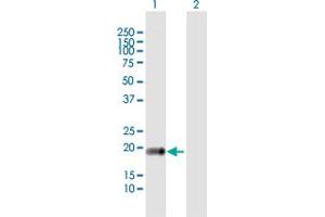 Western Blot analysis of CLDN14 expression in transfected 293T cell line by CLDN14 MaxPab polyclonal antibody. (CLDN14 anticorps  (AA 1-239))