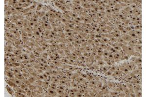 ABIN6279882 at 1/100 staining Mouse liver tissue by IHC-P. (TCF19 anticorps  (Internal Region))