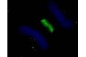 Immunofluorescence (IF) image for anti-Polo-Like Kinase 1 (PLK1) (AA 325-375) antibody (ABIN7448393)