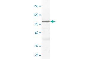 The whole cell lysate derived from A-431 was immunoblotted by STAT3 polyclonal antibody  at 1 : 500. (STAT3 anticorps)