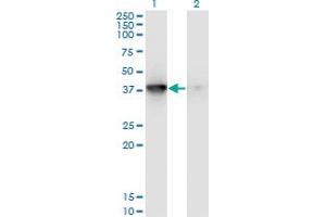 Western Blot analysis of MAPKAPK3 expression in transfected 293T cell line by MAPKAPK3 monoclonal antibody (M01), clone 3F4. (MAPKAP Kinase 3 anticorps  (AA 272-382))