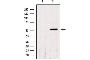 Western blot analysis of extracts from hepg2, using CLU Antibody. (Clusterin anticorps  (Internal Region))