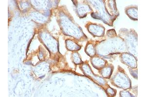 Formalin-fixed, paraffin-embedded human Placenta stained with hCG alpha Monoclonal Antibody (SPM552). (CGA anticorps)