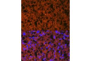 Immunofluorescence analysis of mouse placenta using PLGF Rabbit mAb (ABIN7269384) at dilution of 1:100 (40x lens). (PLGF anticorps)