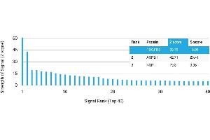 Protein Array (PAr) image for anti-Platelet Derived Growth Factor Receptor beta (PDGFRB) antibody (ABIN7456120)