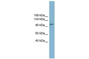 Cyclin M2 antibody used at 1 ug/ml to detect target protein. (Cyclin M2 anticorps  (Middle Region))