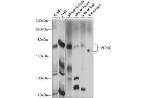 Western blot analysis of extracts of various cell lines, using PTPRG antibody (ABIN7269709) at 1:1000 dilution.