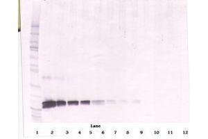 Image no. 2 for anti-KIT Ligand (KITLG) antibody (ABIN1500815) (KIT Ligand anticorps)