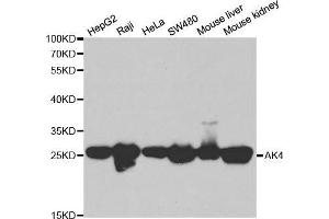 Western blot analysis of extracts of various cell lines, using AK4 antibody. (AK4 anticorps  (AA 1-223))