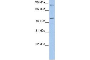 Western Blotting (WB) image for anti-Polymerase (DNA Directed) kappa (POLK) antibody (ABIN2459231) (POLK anticorps)