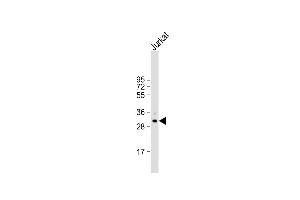 Anti-USE1 Antibody (N-term) at 1:2000 dilution + Jurkat whole cell lysate Lysates/proteins at 20 μg per lane. (UBE2Z anticorps  (N-Term))