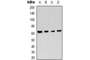 Western blot analysis of AMPK alpha 1 expression in Hela (A), 293T (B), NIH3T3 (C), PC12 (D) whole cell lysates. (PRKAA1 anticorps)