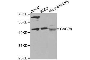 Western blot analysis of extracts of various cell lines, using CASP9 antibody. (Caspase 9 anticorps)