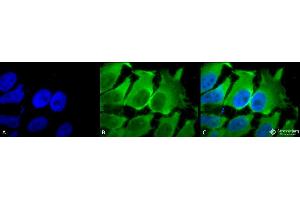 Immunocytochemistry/Immunofluorescence analysis using Mouse Anti-Hsc70 (Hsp73) Monoclonal Antibody, Clone 1F2-H5 . (Hsc70 anticorps  (Atto 390))