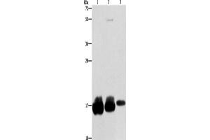 Western Blotting (WB) image for anti-Interferon-Induced Transmembrane Protein 3 (IFITM3) antibody (ABIN2422691) (IFITM3 anticorps)