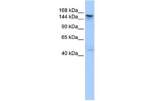TEX14 antibody used at 1 ug/ml to detect target protein. (TEX14 anticorps  (C-Term))