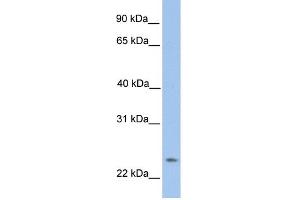 WB Suggested Anti-ORAI1 Antibody Titration:  0. (ORAI1 anticorps  (N-Term))