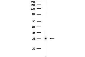 anti-MAX Dimerization Protein 3 (MXD3) (Internal Region) antibody
