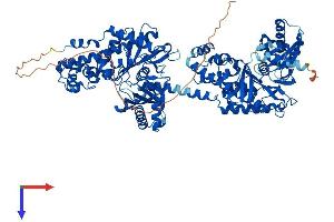 Hexokinase 1 (HK1) (AA 1-974) protein (His tag)