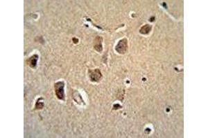 Serpinh1 antibody immunohistochemistry analysis with formalin fixed and paraffin embedded human brain tissue. (SERPINH1 anticorps  (AA 222-251))