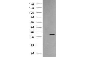 Image no. 5 for anti-Kallikrein 8 (KLK8) antibody (ABIN1498970)