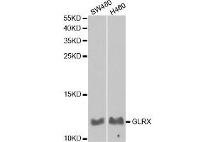 Western Blotting (WB) image for anti-Glutaredoxin 1 (GRX1) antibody (ABIN1876503) (Glutaredoxin 1 anticorps)