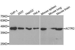 Western blot analysis of extracts of various cell lines, using ACTR2 antibody. (ACTR2 anticorps  (AA 1-160))