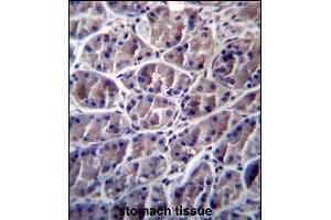 CN8 Antibody (Center) 13161c immunohistochemistry analysis in formalin fixed and paraffin embedded human stomach tissue followed by peroxidase conjugation of the secondary antibody and DAB staining. (Calpain 8 anticorps  (AA 290-318))