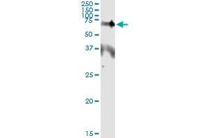 Immunoprecipitation of EPOR transfected lysate using anti-EPOR monoclonal antibody and Protein A Magnetic Bead , and immunoblotted with EPOR MaxPab rabbit polyclonal antibody. (EPOR anticorps  (AA 31-130))