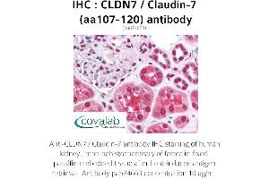 Image no. 1 for anti-Claudin 7 (CLDN7) (AA 107-120) antibody (ABIN1733153) (Claudin 7 anticorps  (AA 107-120))