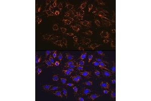 Immunofluorescence analysis of C6 cells using  Rabbit mAb (1217) at dilution of 1:100 (40x lens). (ATP5A1 anticorps)