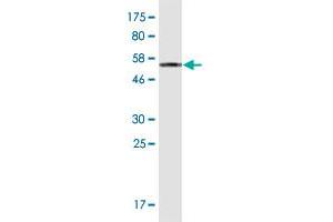 Western Blot detection against Immunogen (50.