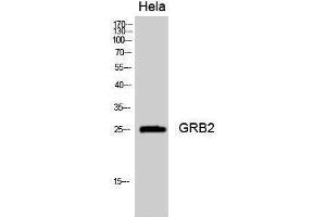 Western Blotting (WB) image for anti-Growth Factor Receptor-Bound Protein 2 (GRB2) (Internal Region) antibody (ABIN3184932) (GRB2 anticorps  (Internal Region))